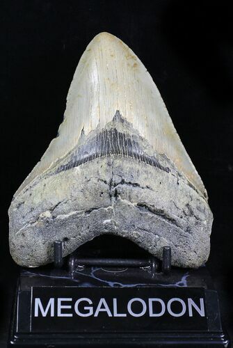 Megalodon Tooth - North Carolina #21948